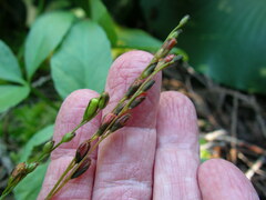 Drosera rotundifolia