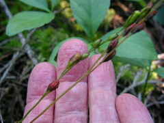 Drosera rotundifolia
