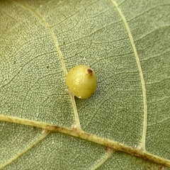 Caryomyia caryae