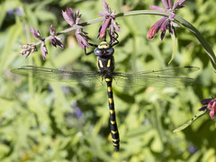 Cordulegaster dorsalis