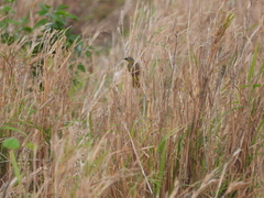 Geothlypis poliocephala