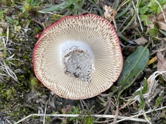 Russula sanguinea