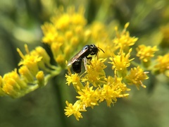 Ceratina