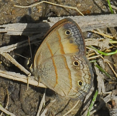 Cissia cleophes