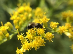 Ceratina