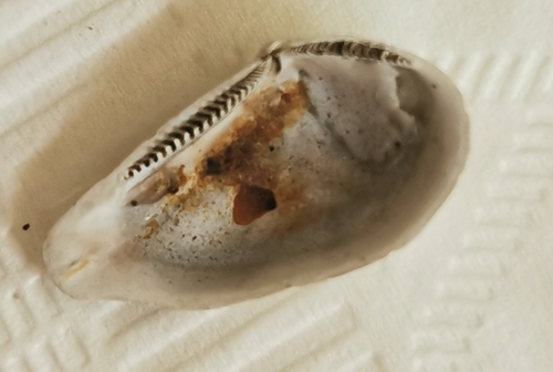 Arctic Nut Clam