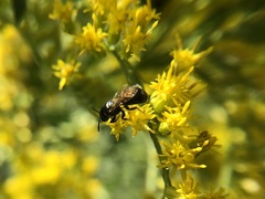Ceratina