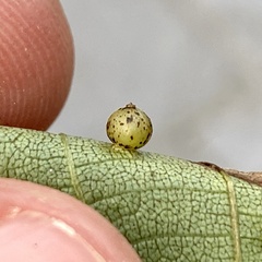 Caryomyia leviglobus