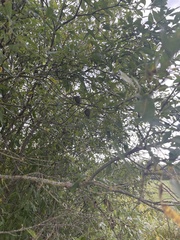 Rabdophaga strobiloides