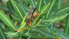 Polistes