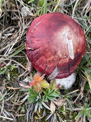 Russula sanguinea
