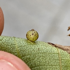 Caryomyia leviglobus