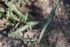 Passiflora tenuiloba