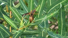 Polistes