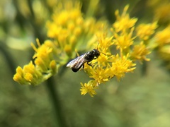 Ceratina