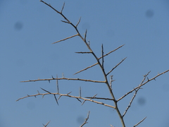 Geoffroea decorticans