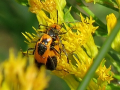 Chauliognathus basalis