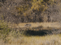 Phacochoerus africanus