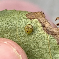 Caryomyia leviglobus