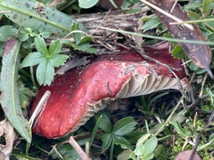 Russula sanguinea