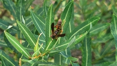 Polistes