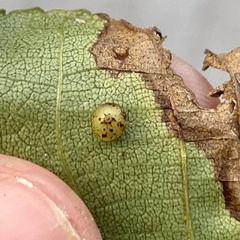 Caryomyia leviglobus