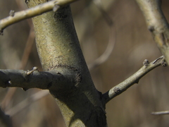 Geoffroea decorticans