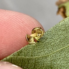 Caryomyia leviglobus