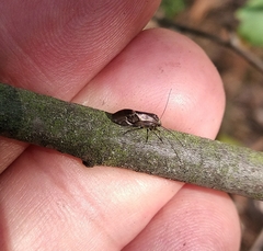 Psocidae