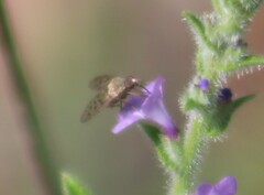 Bombyliidae