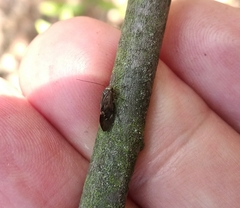 Psocidae