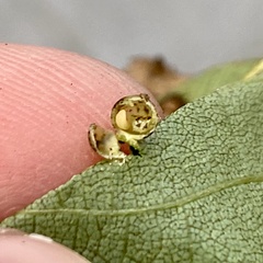 Caryomyia leviglobus