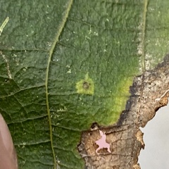 Caryomyia leviglobus