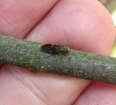 Psocidae