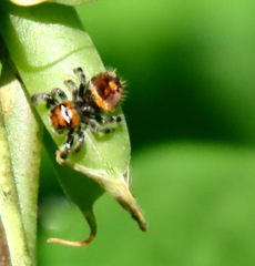 Phidippus regius