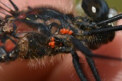 Arrenurus