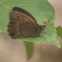 Hyponephele lycaon