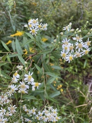 Doellingeria umbellata