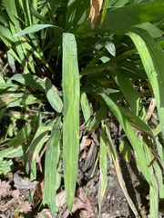Digitaria ciliaris