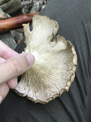 Pleurotus populinus