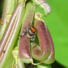 Phidippus regius