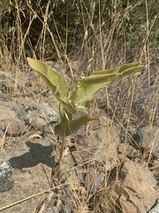 Asclepias speciosa