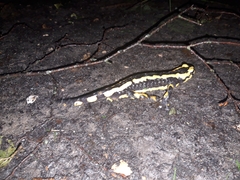 Salamandra salamandra