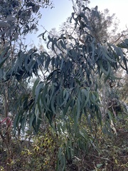 Eucalyptus globulus