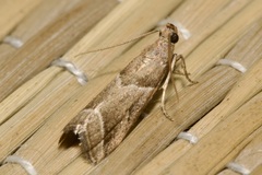 Nyctegretis lineana