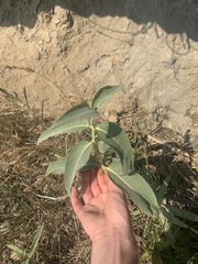 Asclepias speciosa