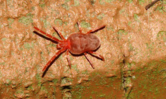 Trombidioidea