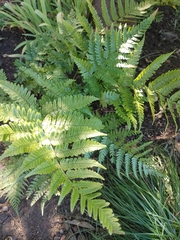 Dryopteris carthusiana