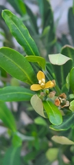 Cneorum tricoccon