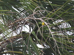 Geothlypis poliocephala